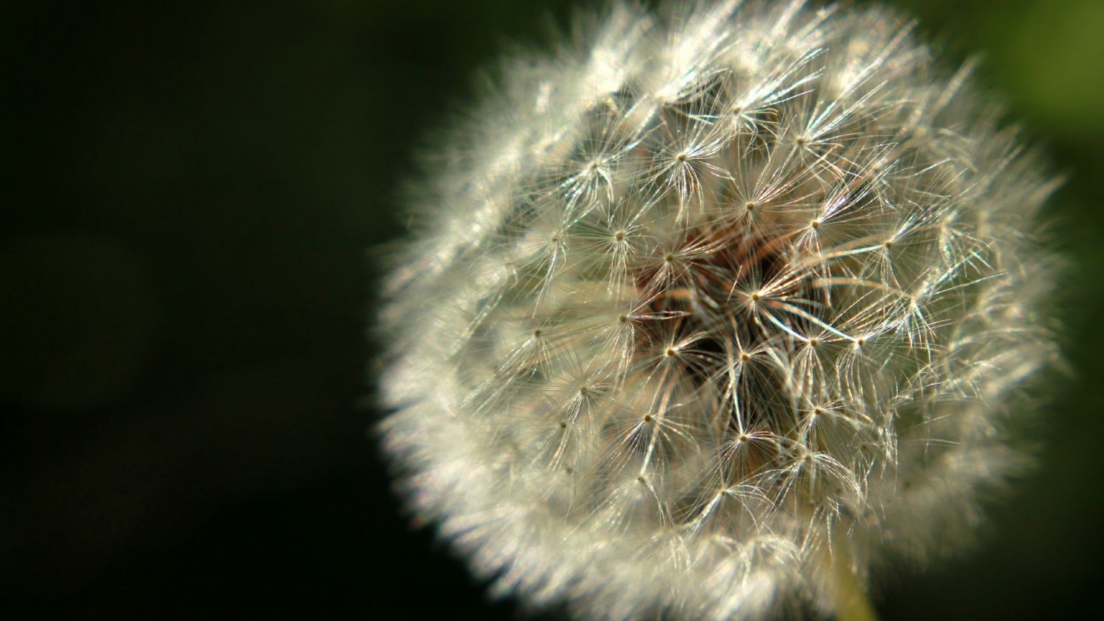 Красивый козлобородник (большой одуванчик) на газоне