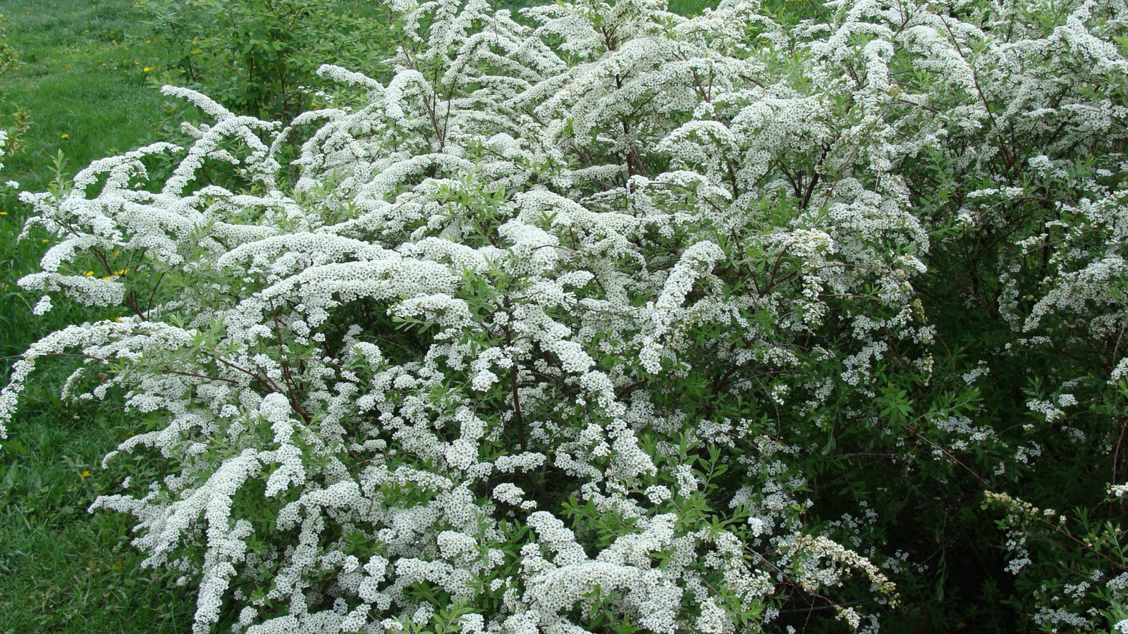 Красивая спирея на дачном участке