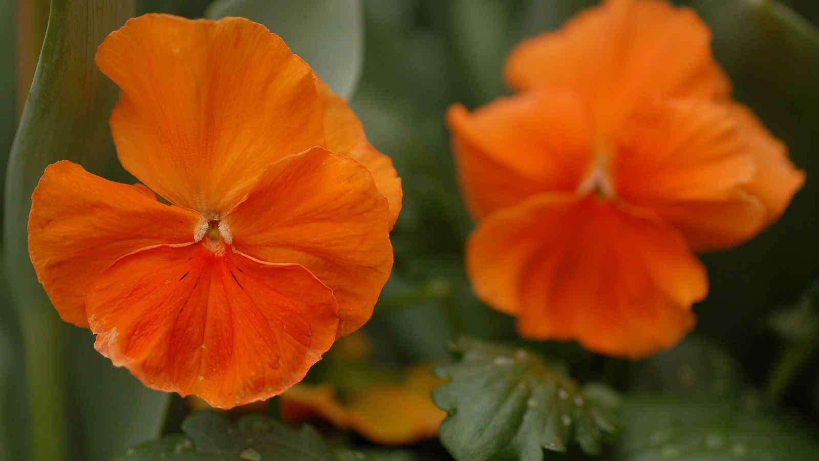 Красивые весенние виолы (фиалки, анютины глазки) в лесу