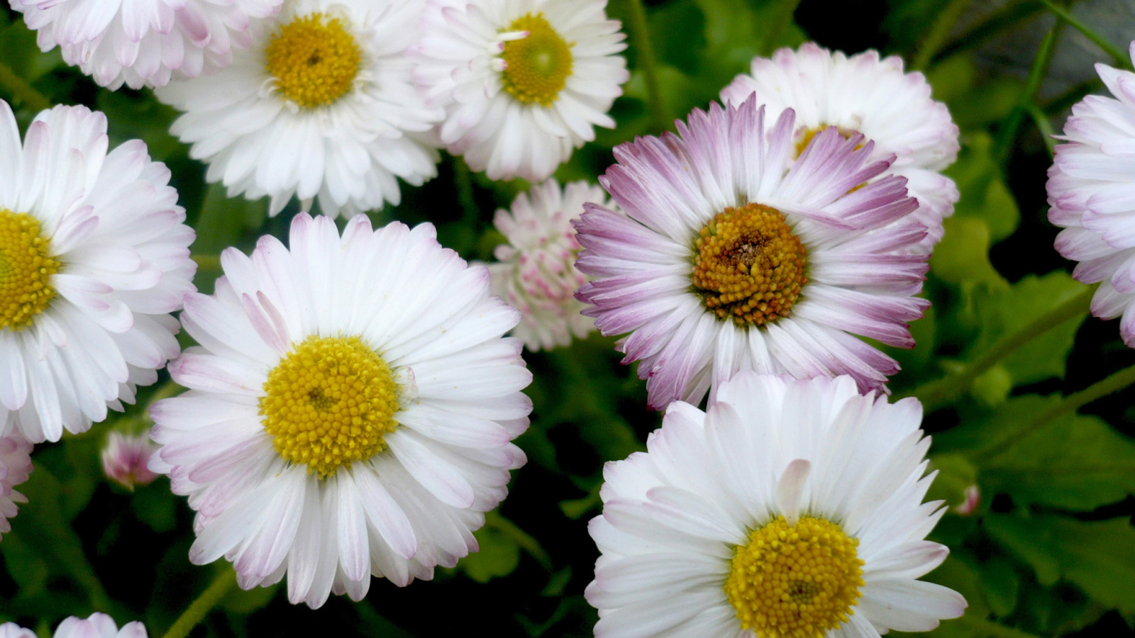 Красивые весенние маргаритки в саду