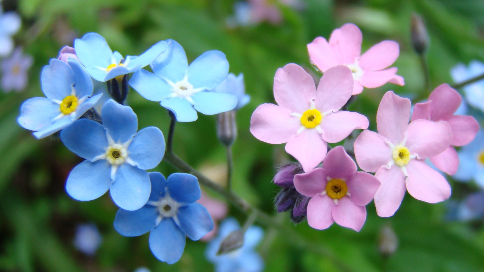 Красивые весенние цветы незабудки