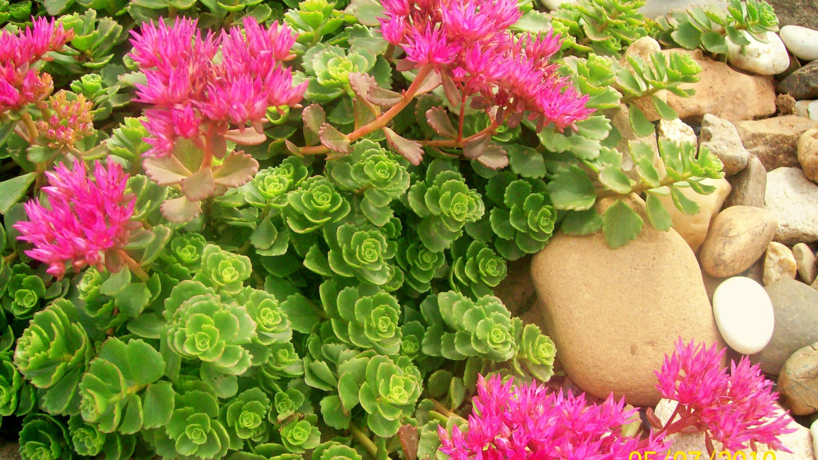 Красивая армерия в саду