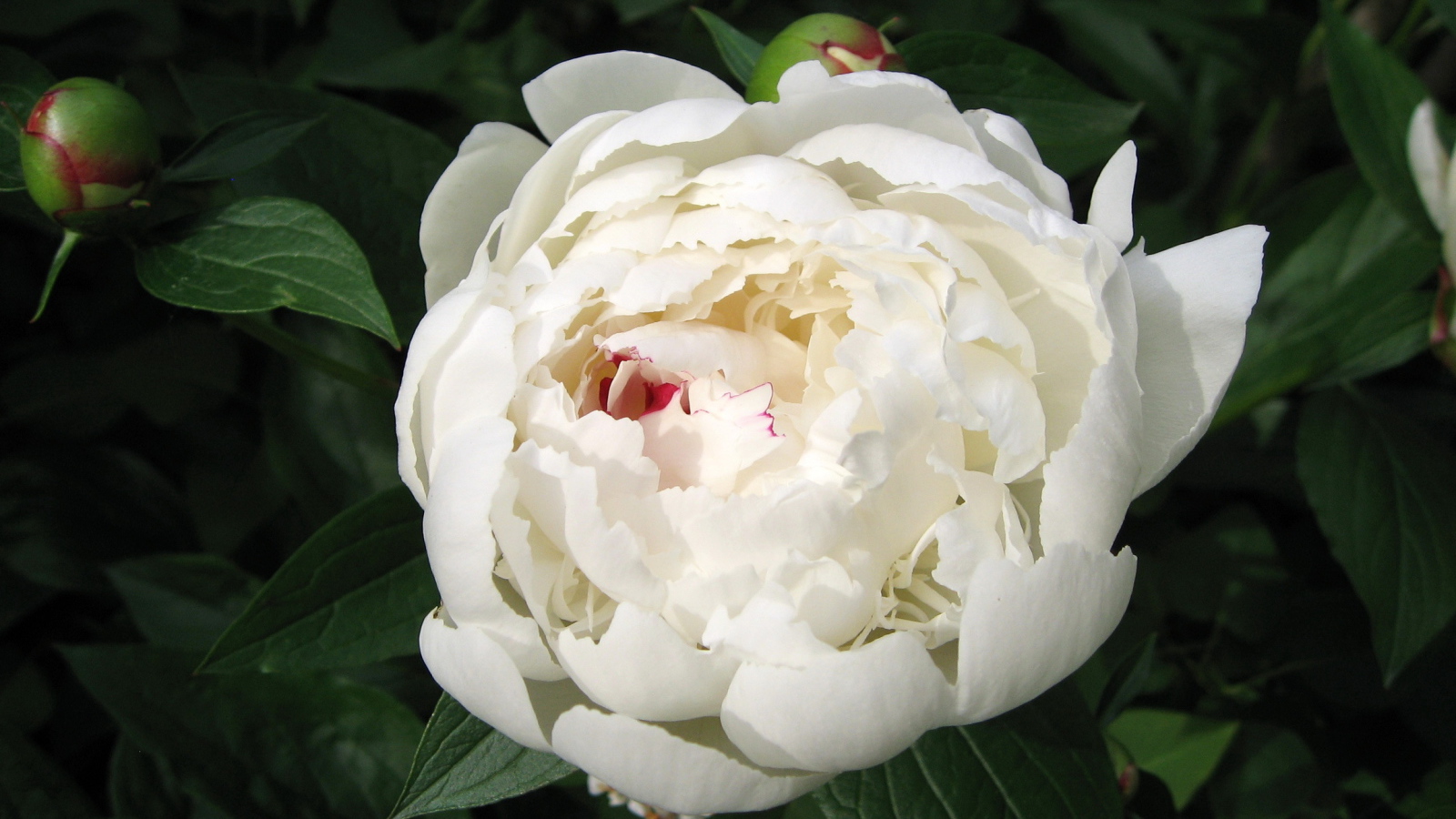 Красивый белый пион