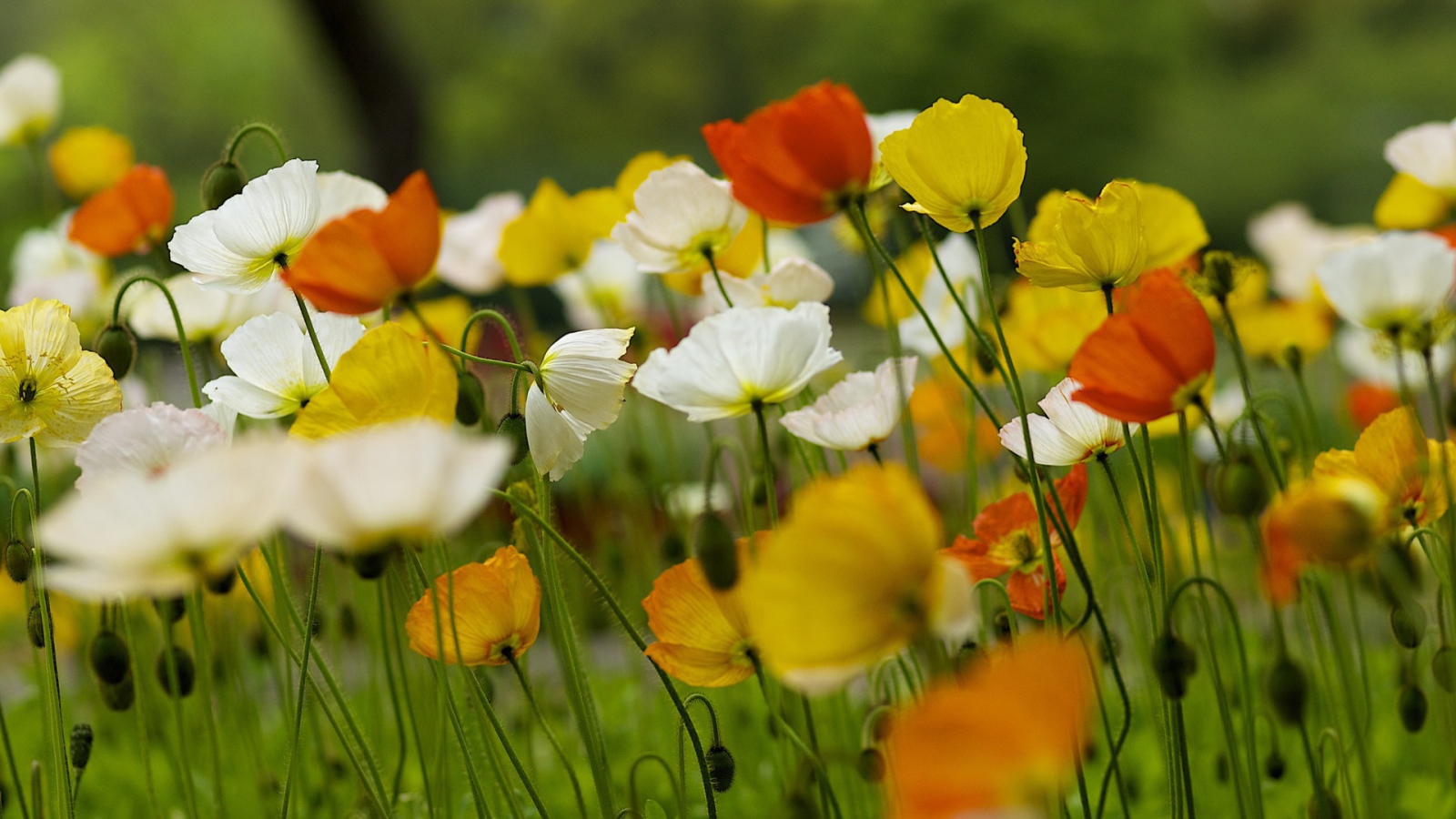 Красивые полевые цветы