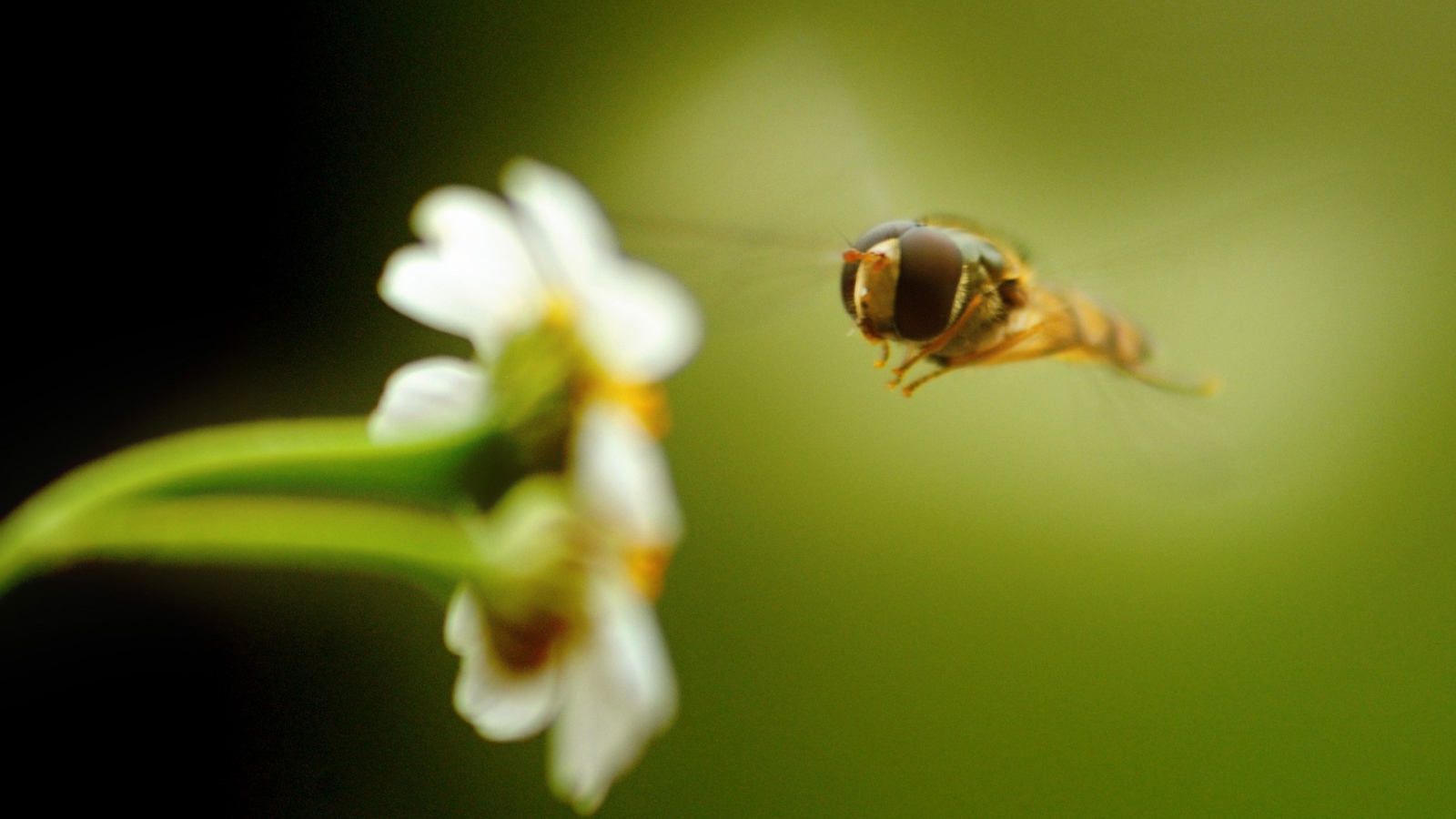 Пчела на белом цветке