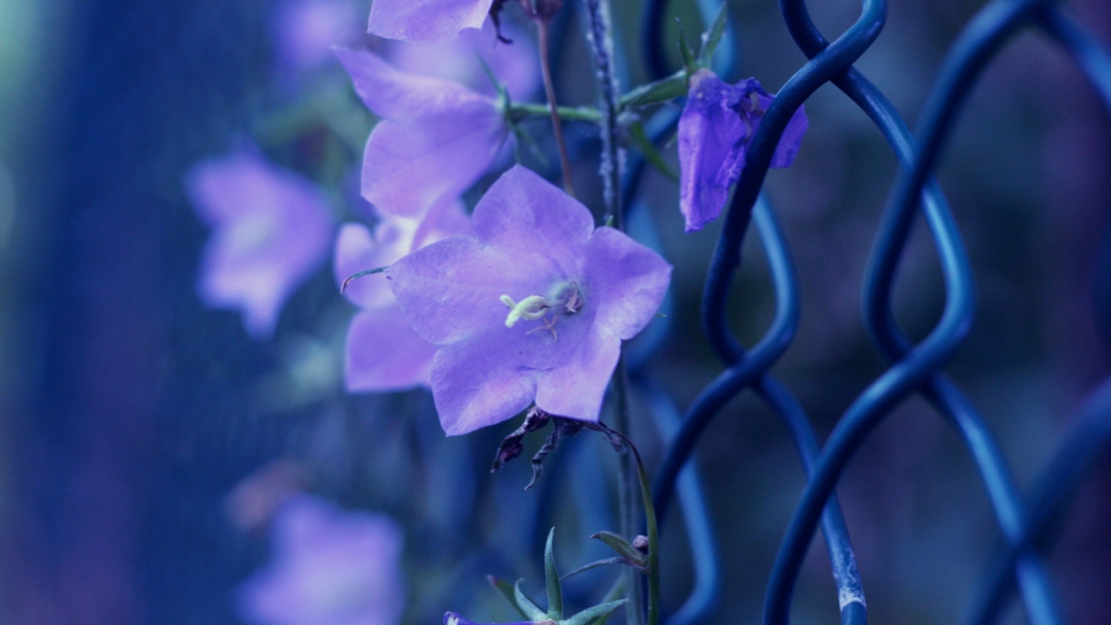 Колокольчики плетутся по забору