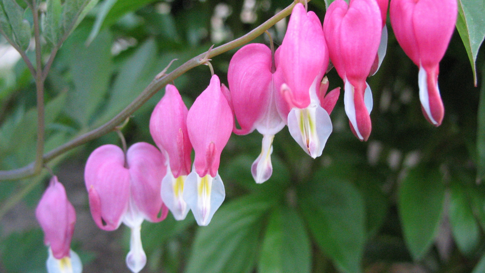 Выращивание цветов дицентра в саду