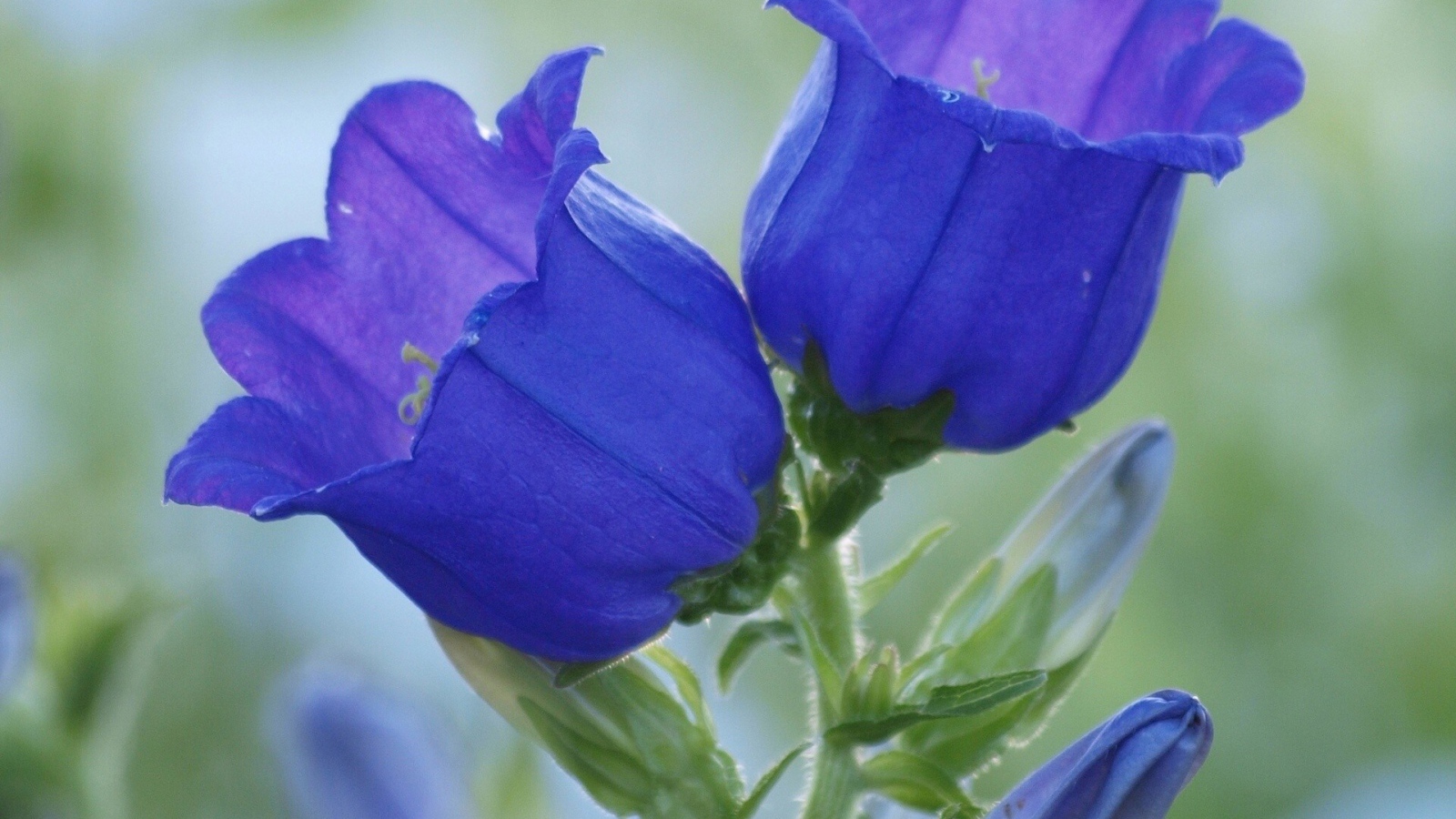Синие цветы колокольчики