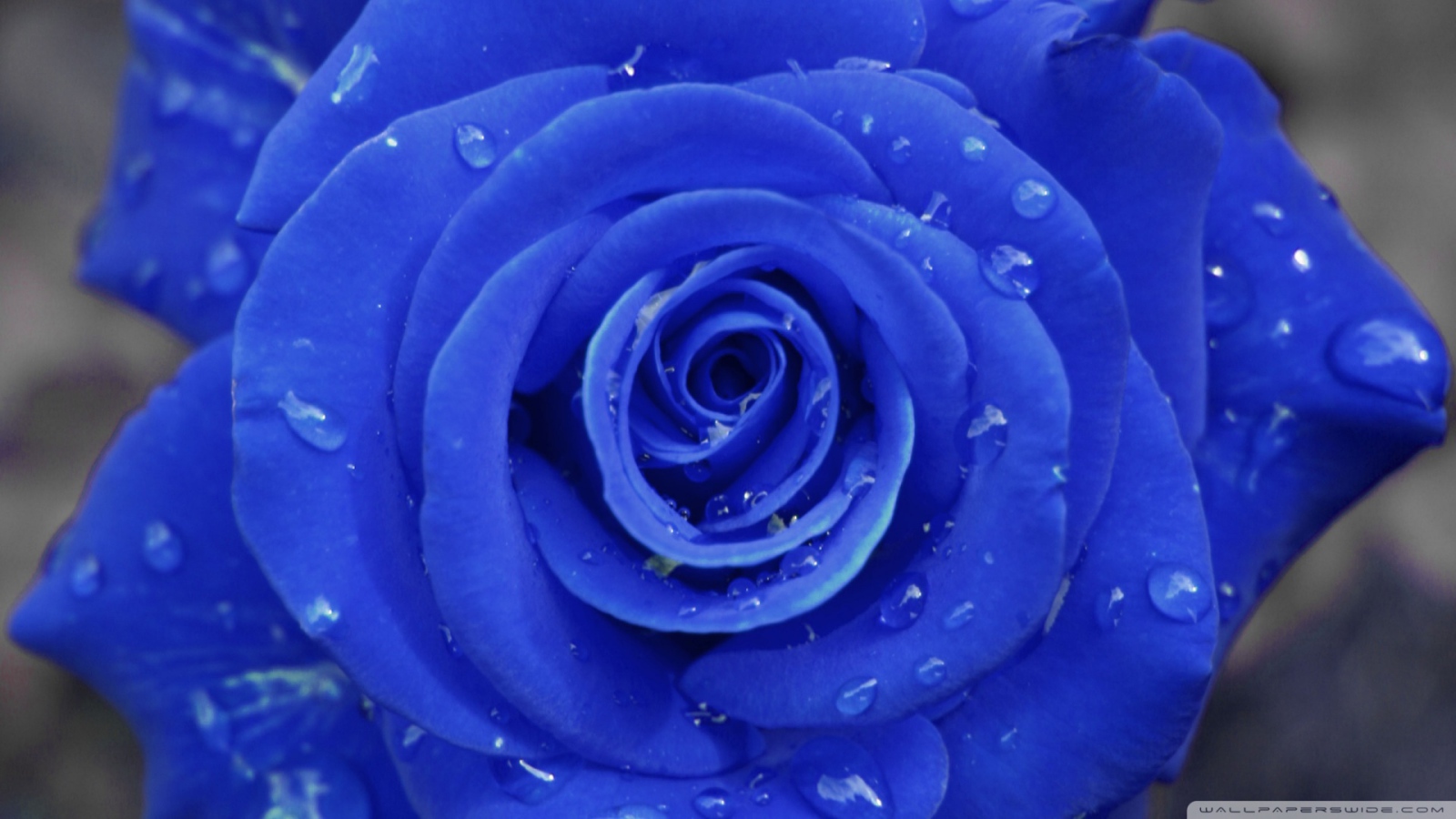 Синяя роза на сером фоне