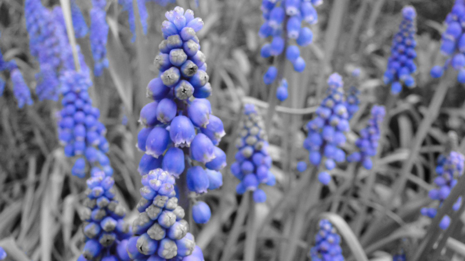 Синие колокольчики кисточкой