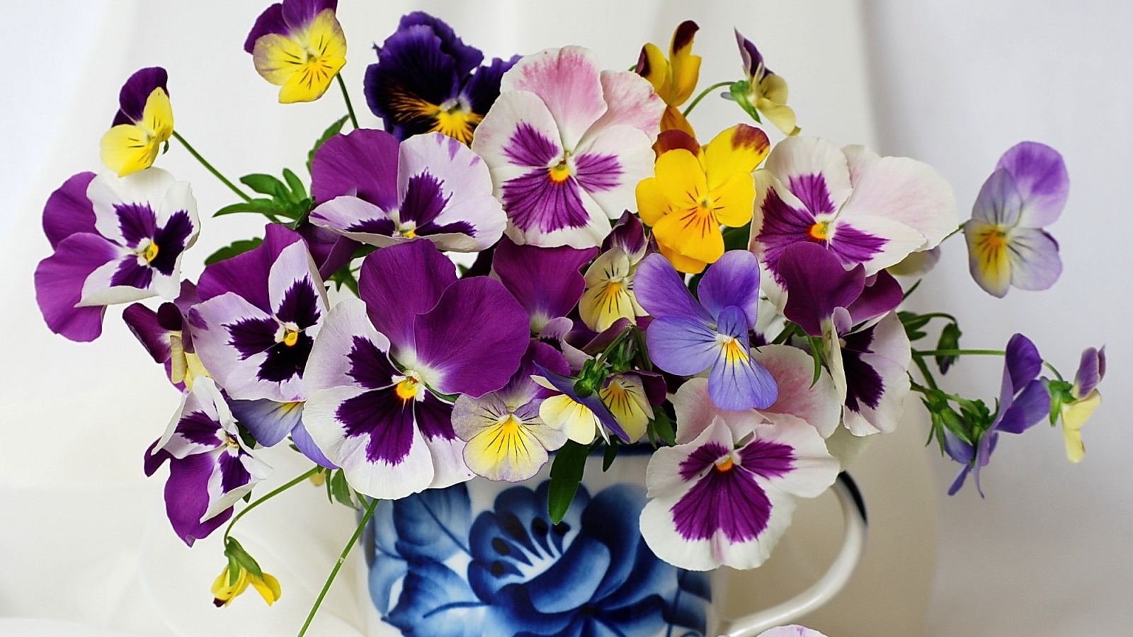 Букет цветов виола (фиалка,анютины глазки) 