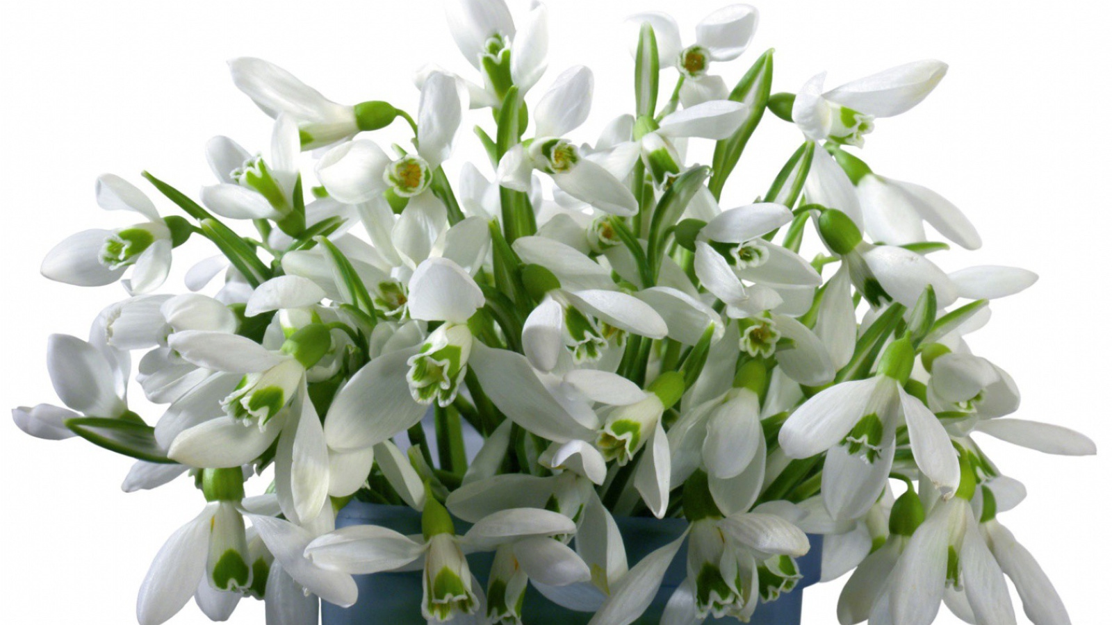 Букет белых цветов в ведре