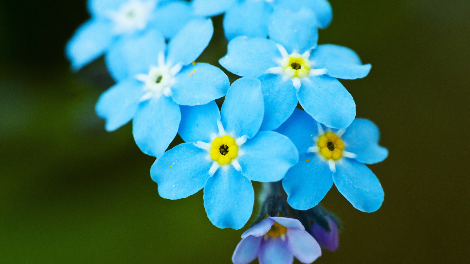 Яркие красивые цветы незабудки