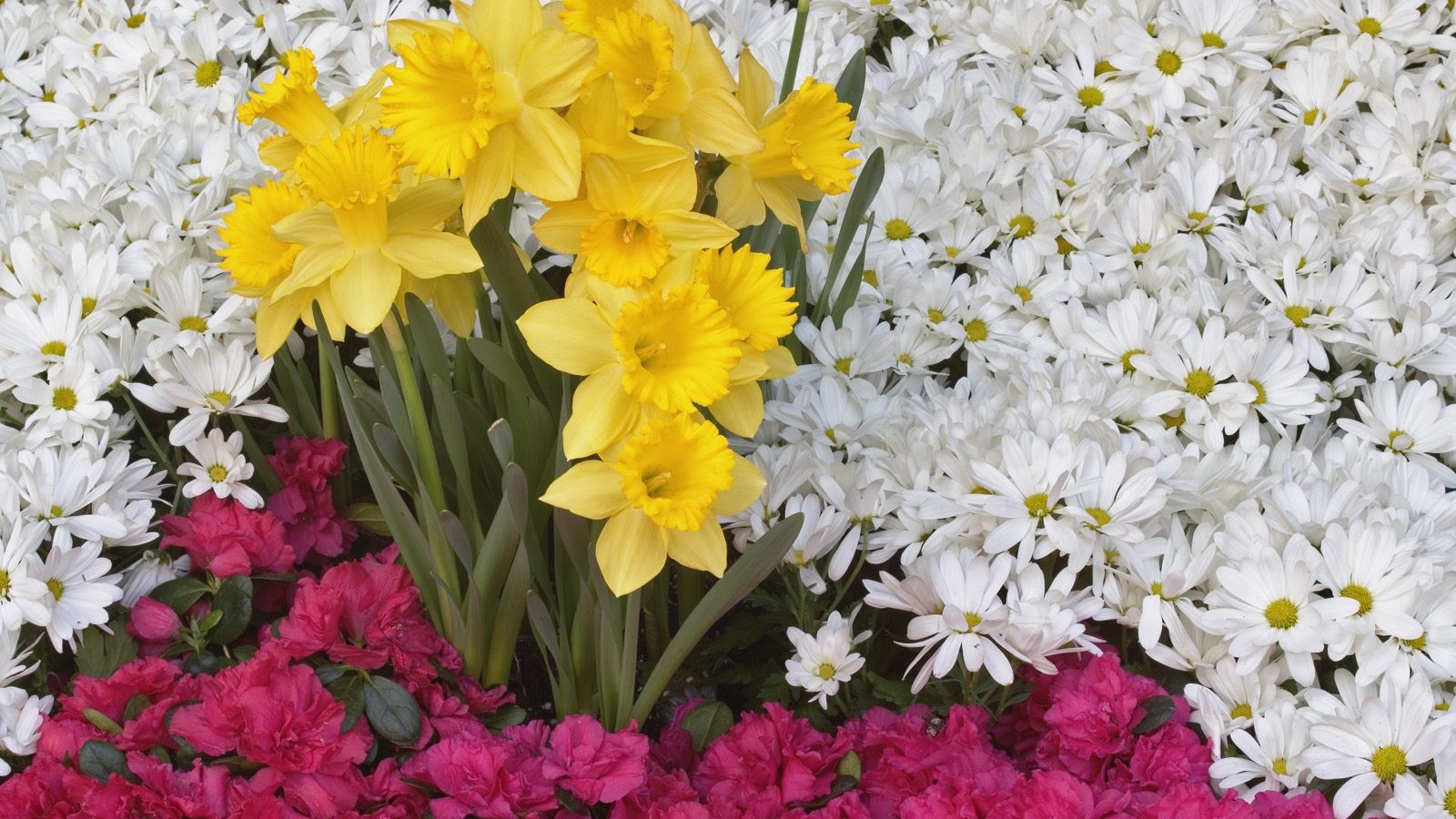 Брайтоне нарцисса и цветы ромашки