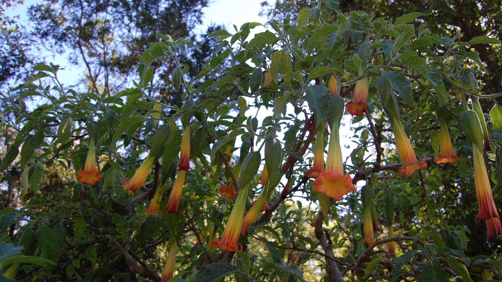 Бругмансия на дачном участке