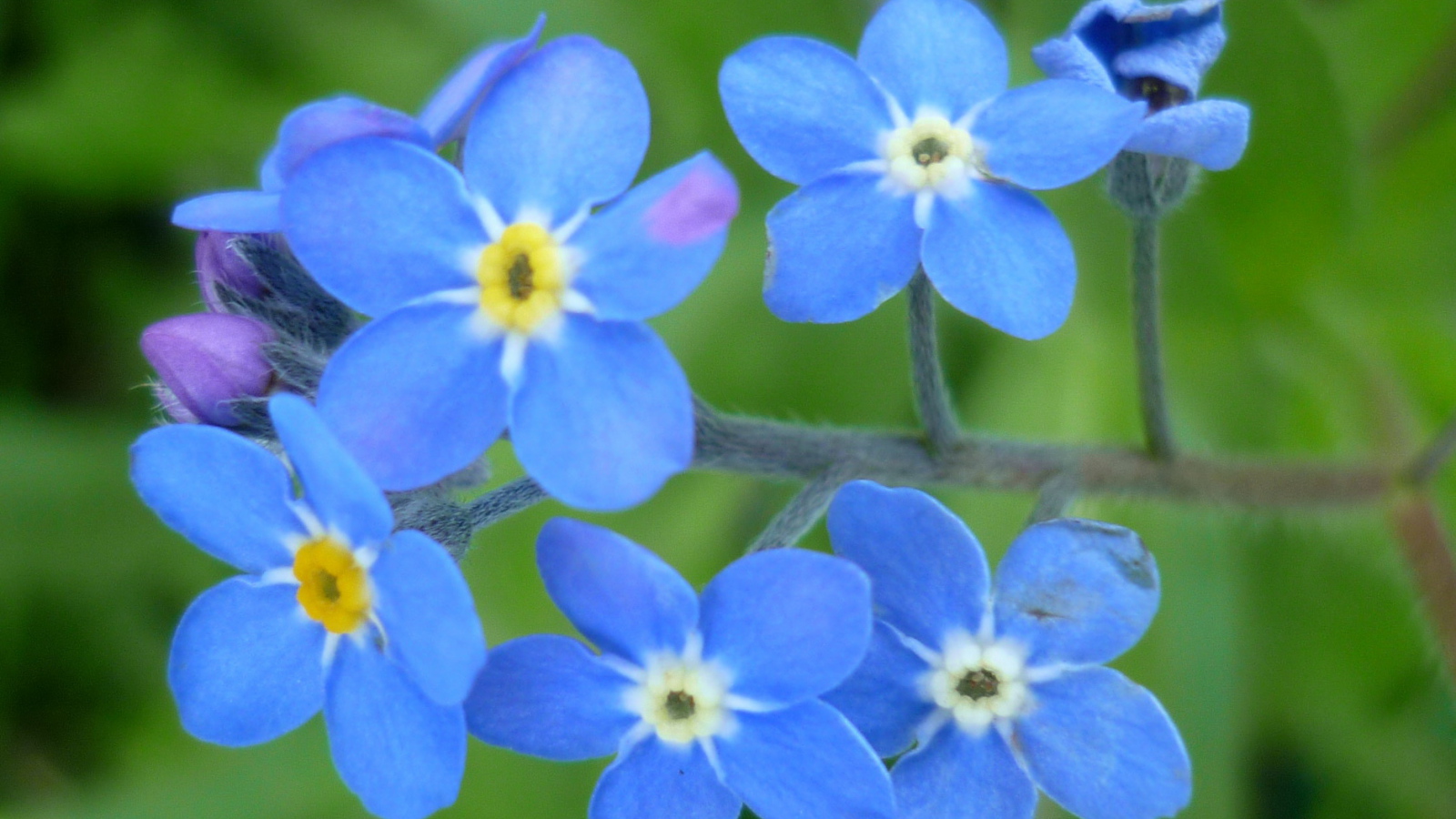 Красивые цветы бруннера в саду