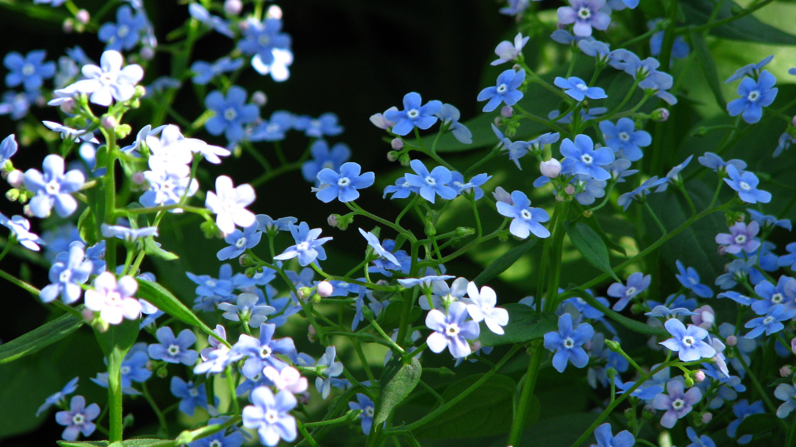 Красивые цветы бруннера на солнце