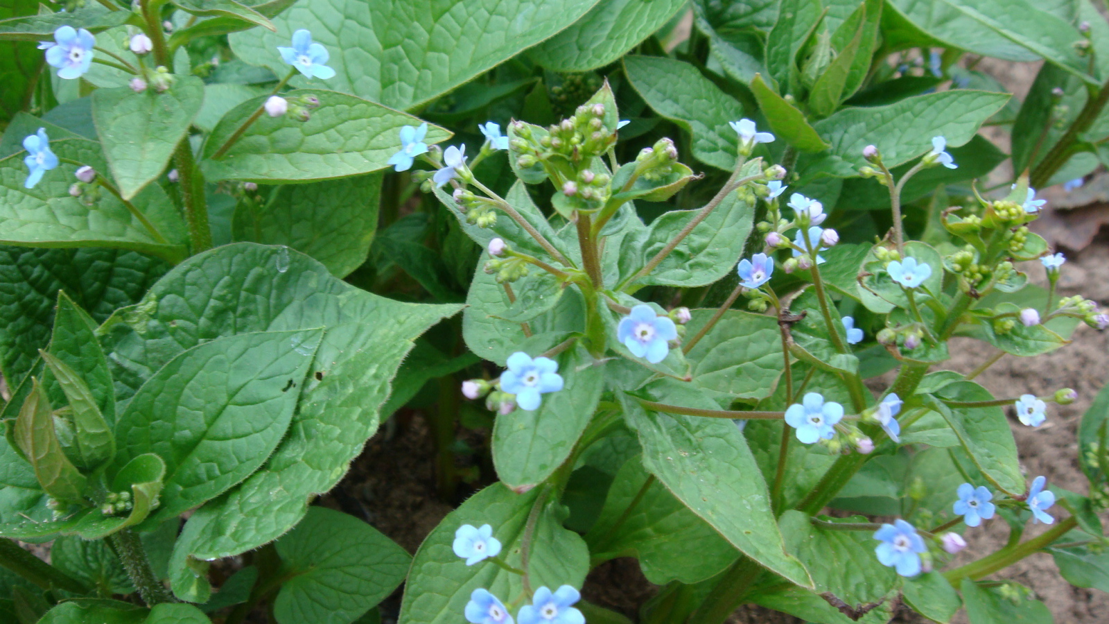 Многолетнее растение бруннера в лесу