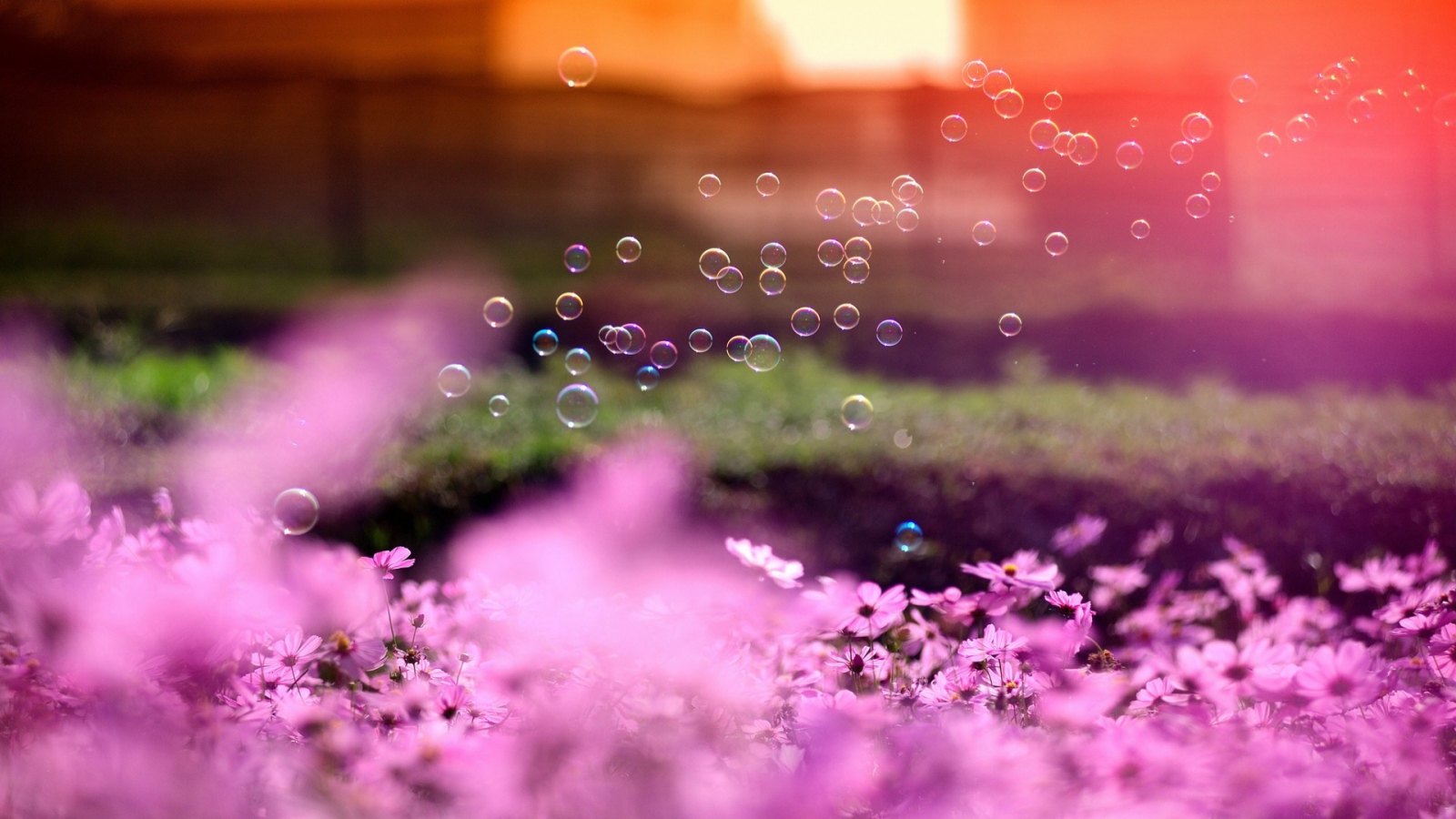 Мыльные пузыри