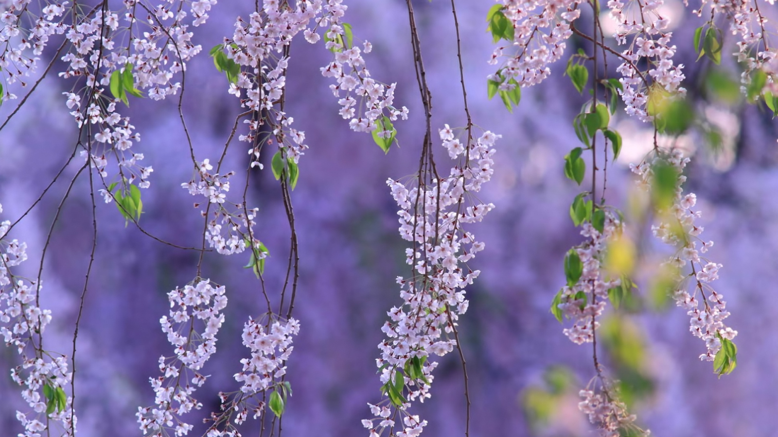 Гроздья из цветов
