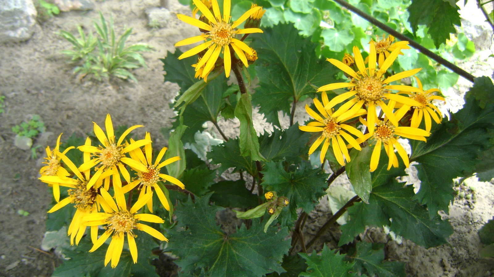 Красивый бузульник в саду