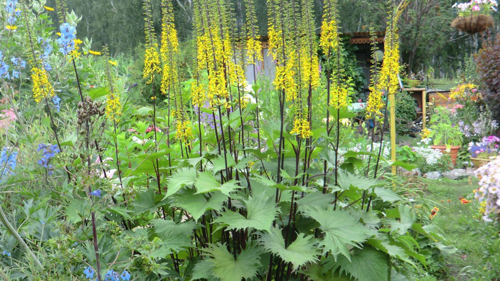 Растения бузульник в саду