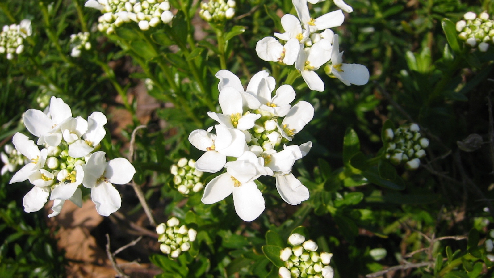 Кавказская резуха на поляне