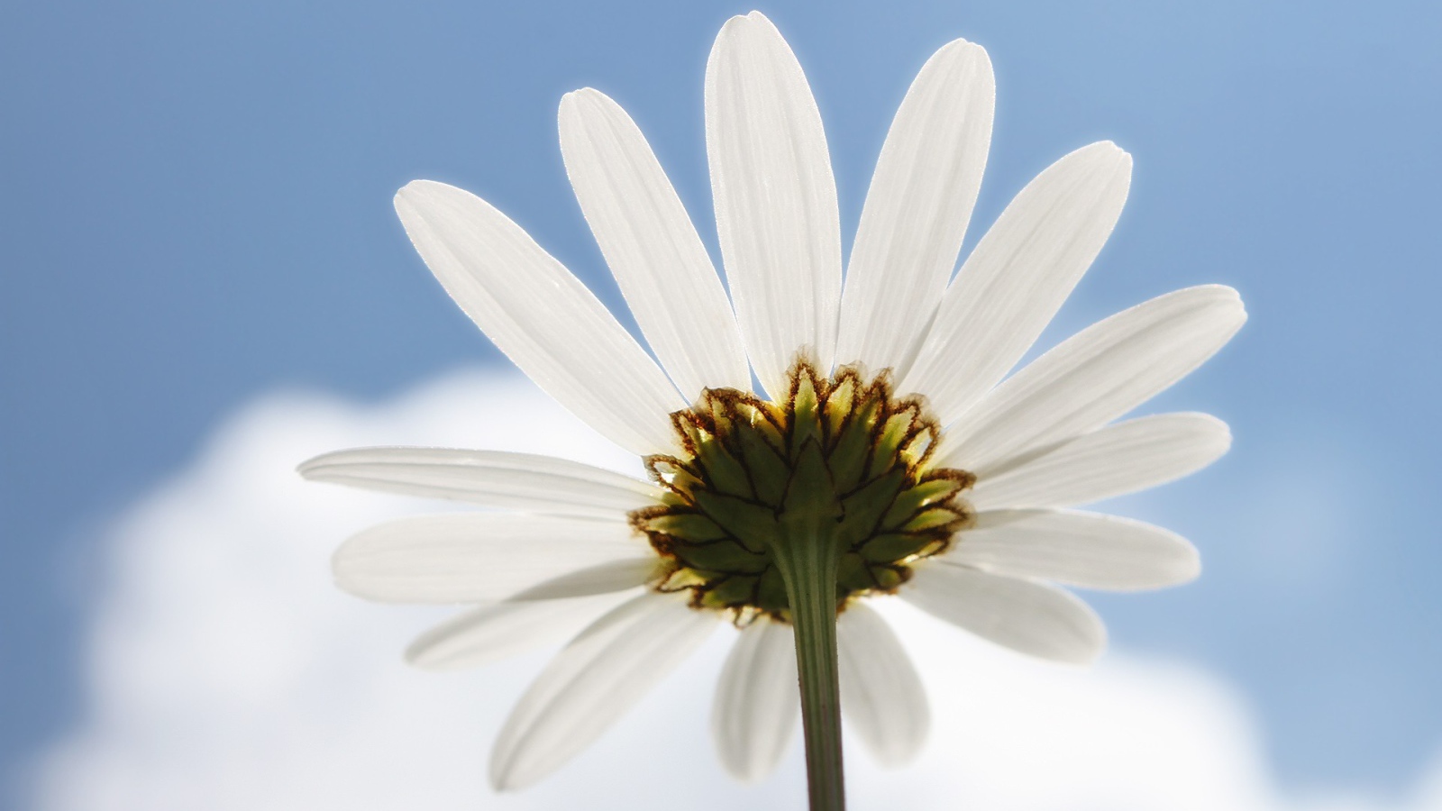Ромашка на фоне неба