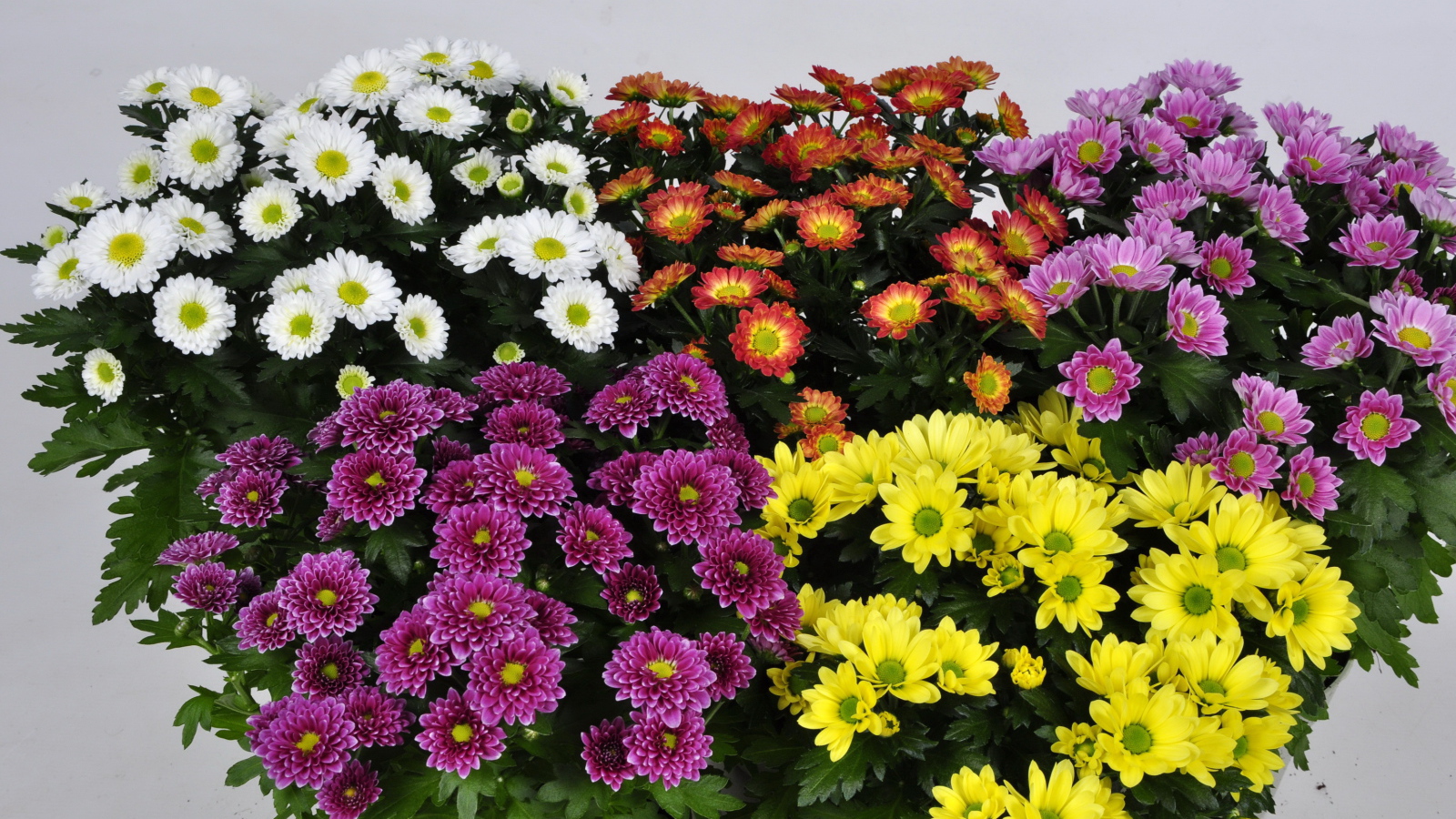 Букет цветов хризантема