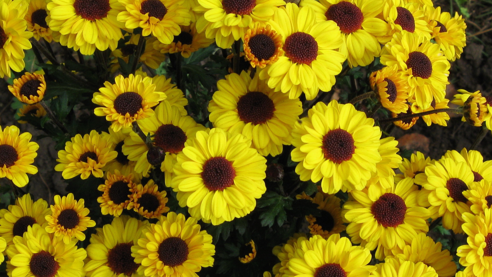 Выращивание цветов хризантема в саду