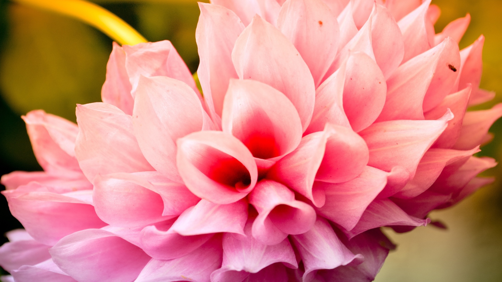 Прохладный цветок