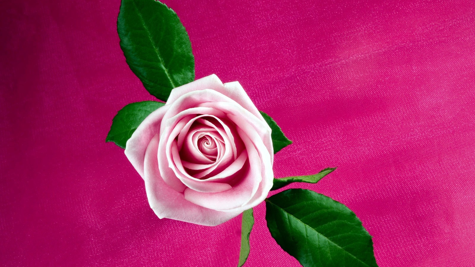 Прохладная розовая роза