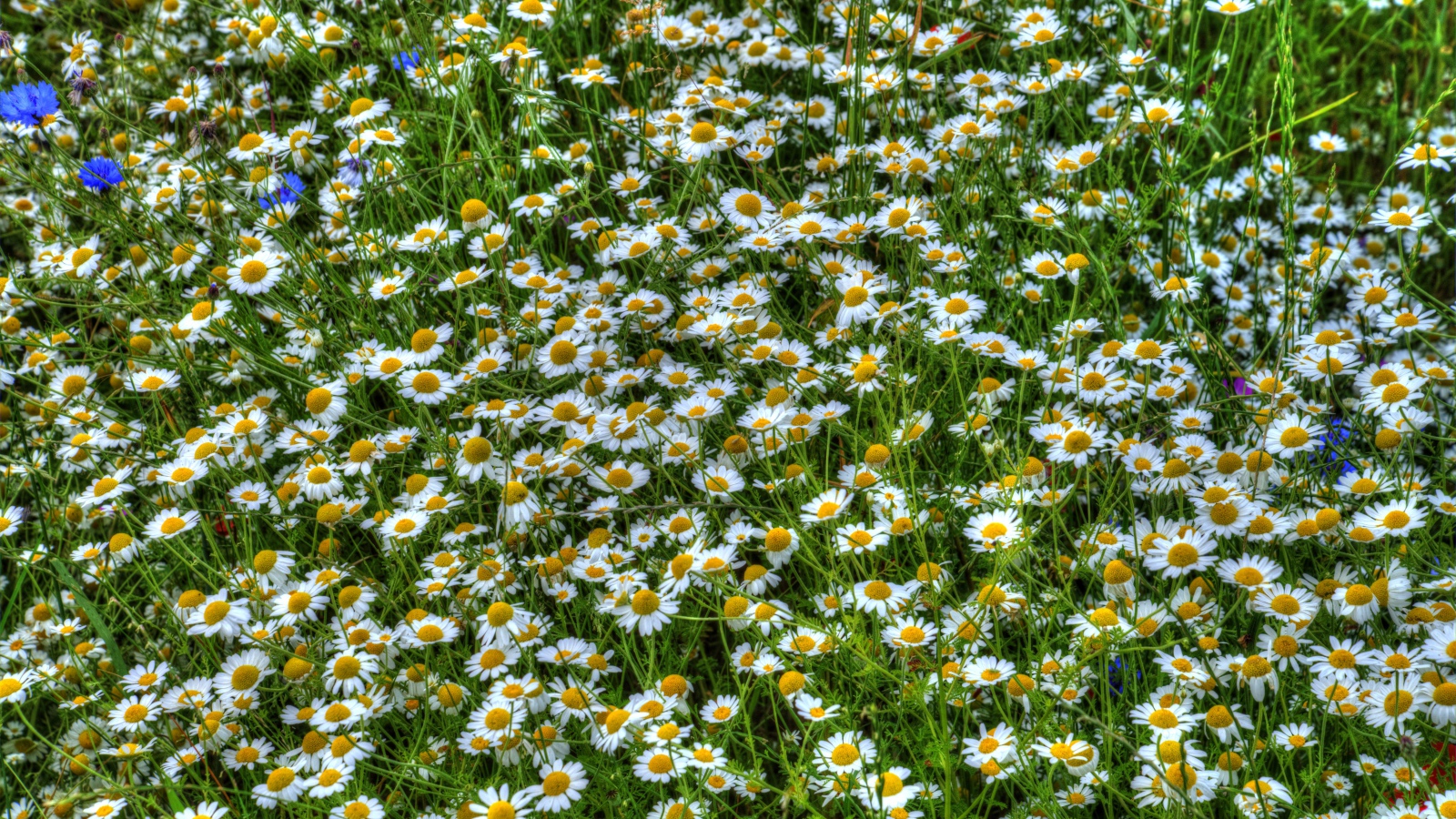 Ромашки среди зелени