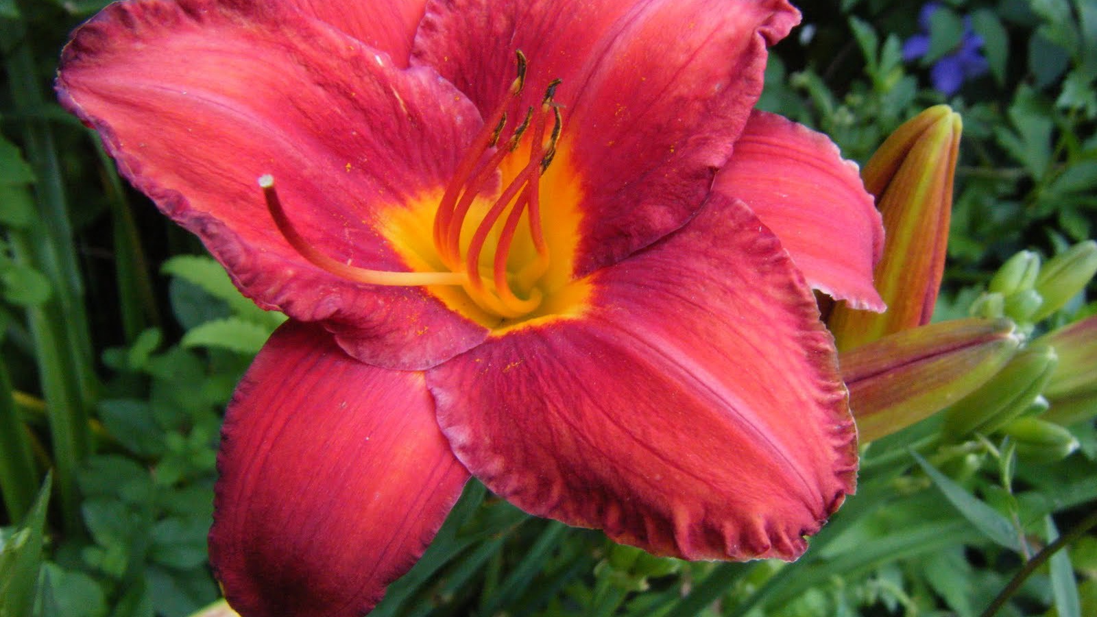 Выращивание цветов лилейник в саду