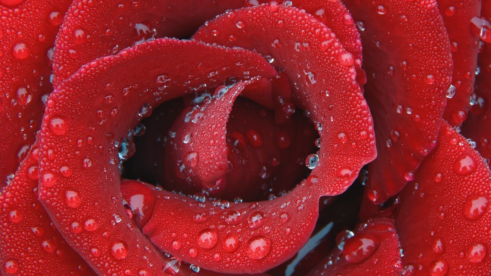 Цветок нежной розы