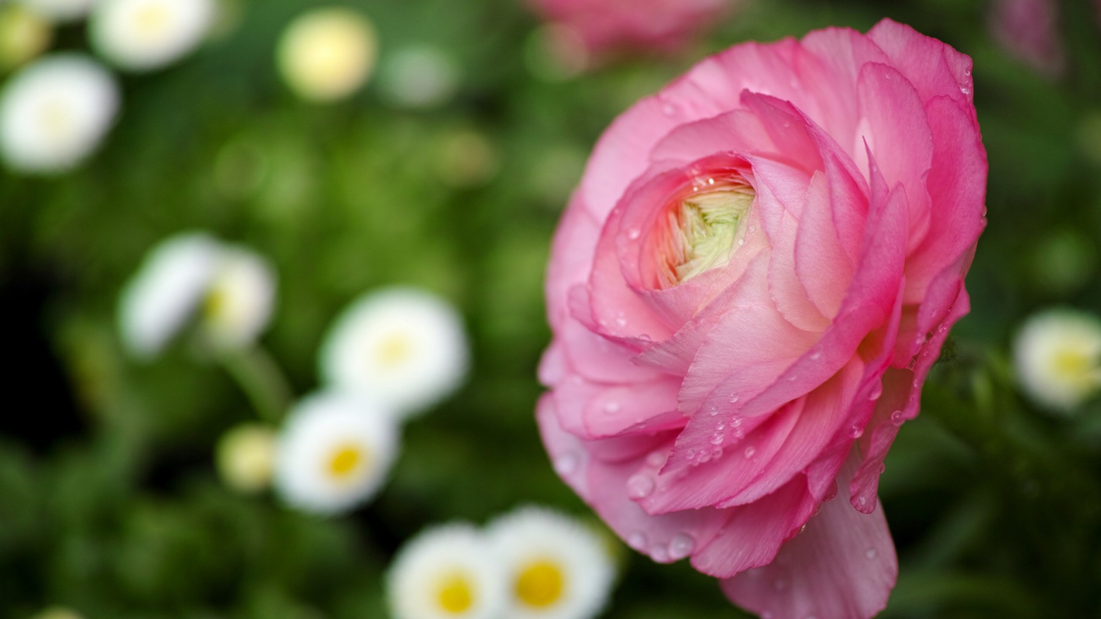 Нежные лепестки розы