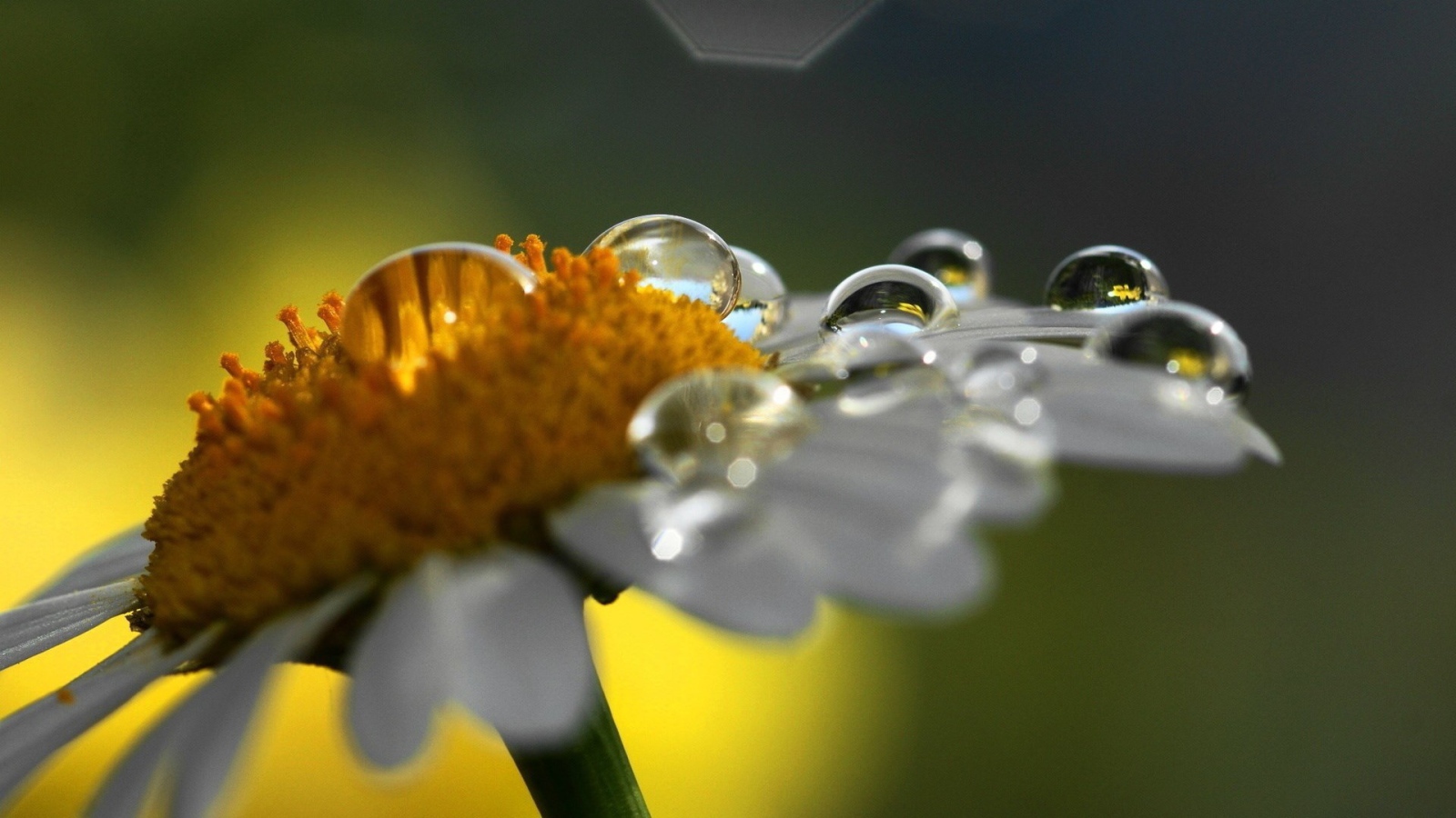 Dew on a daisy
