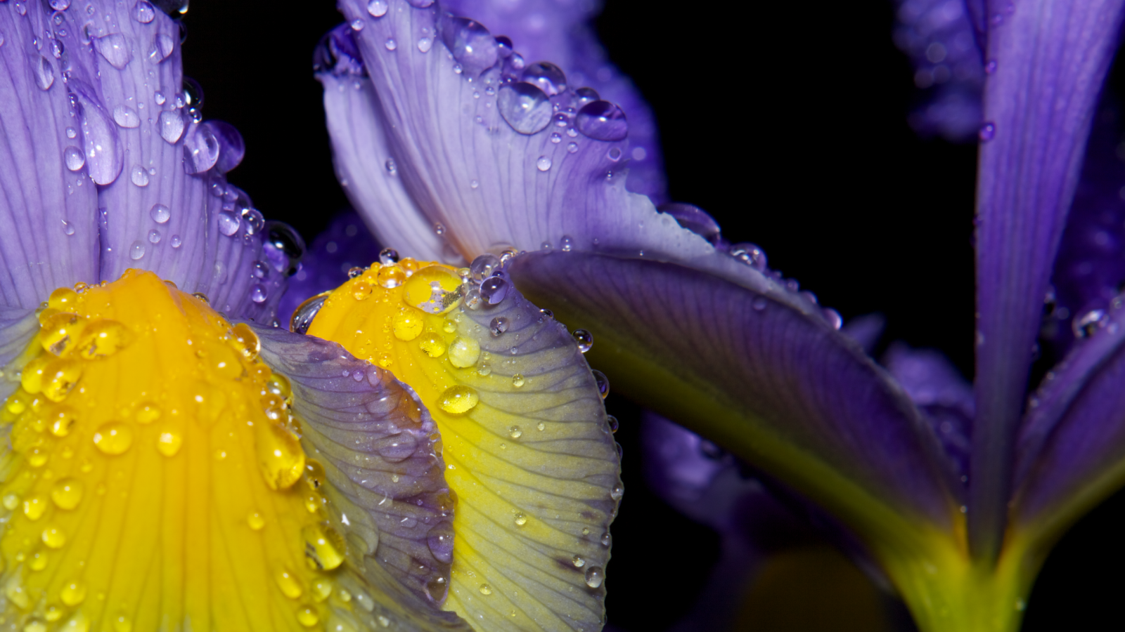 Роса на лепестках ириса
