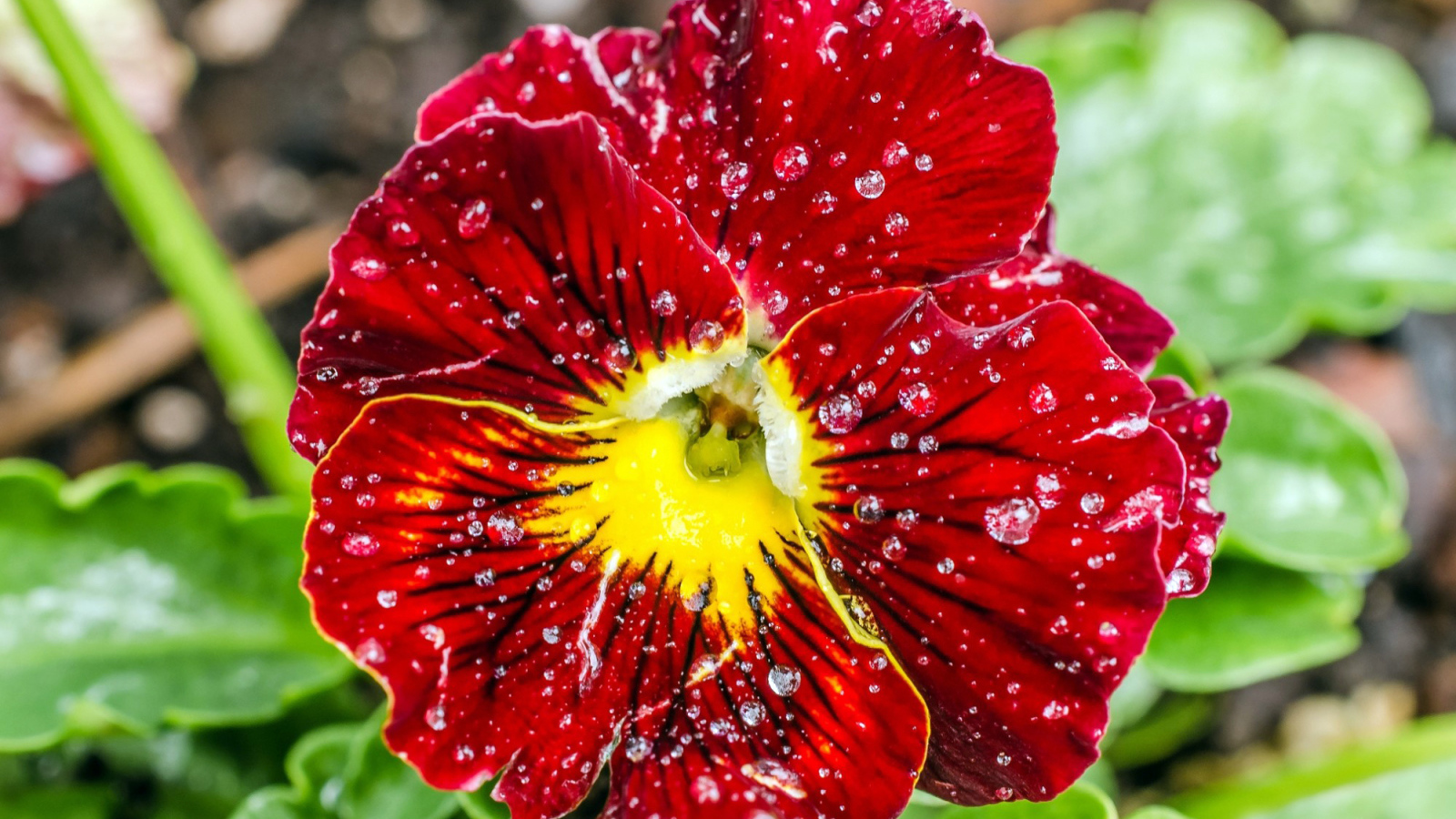 Божественный цветок красные анютины глазки