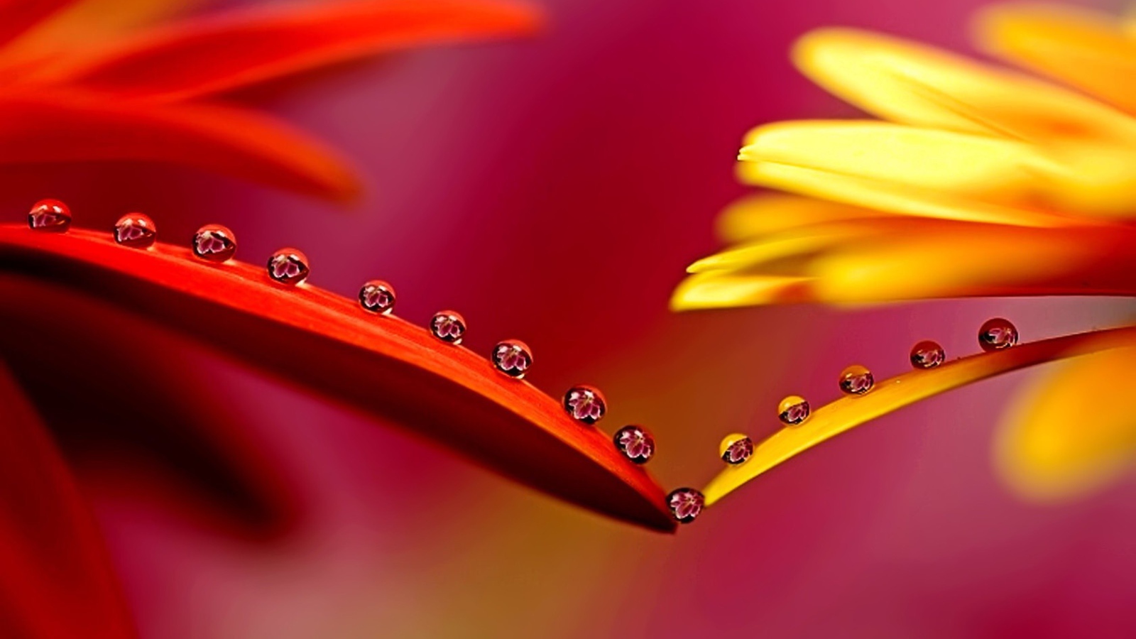 Капельки на лепестках