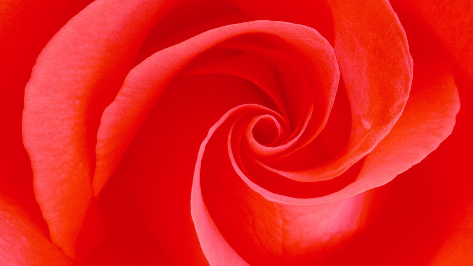 Вечное цветение