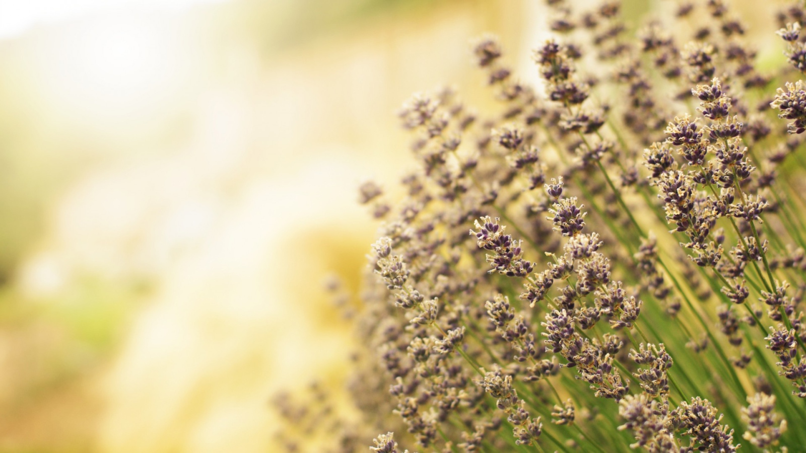 Полевая кашица