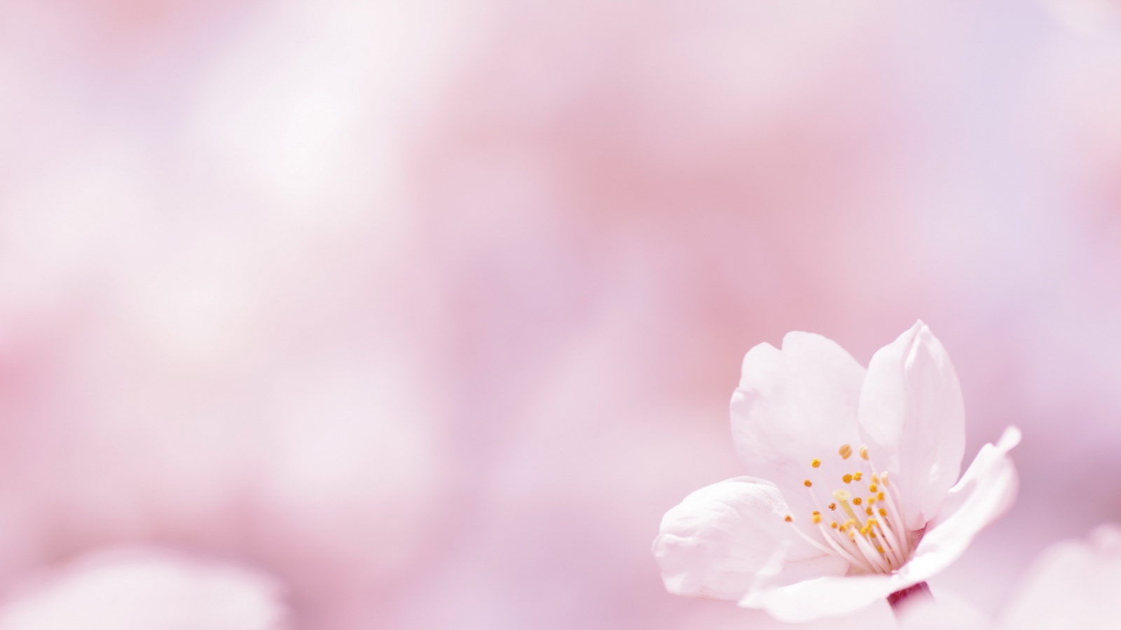 Цветок на белом фоне