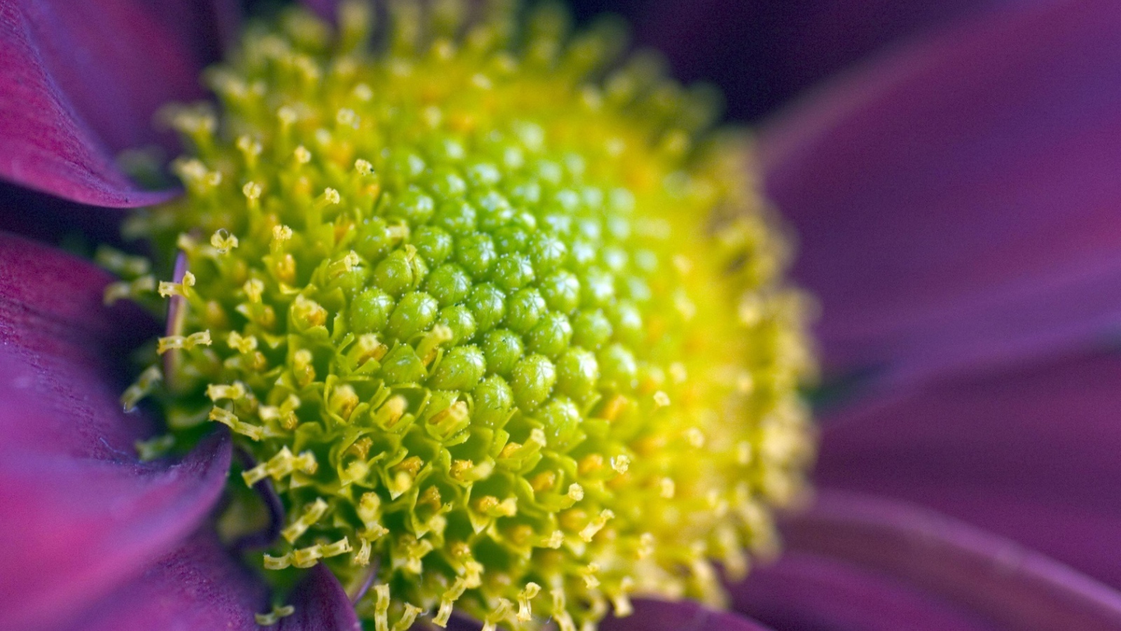 Цветок вблизи