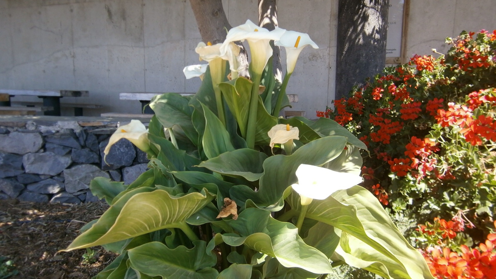 Цветки Калы