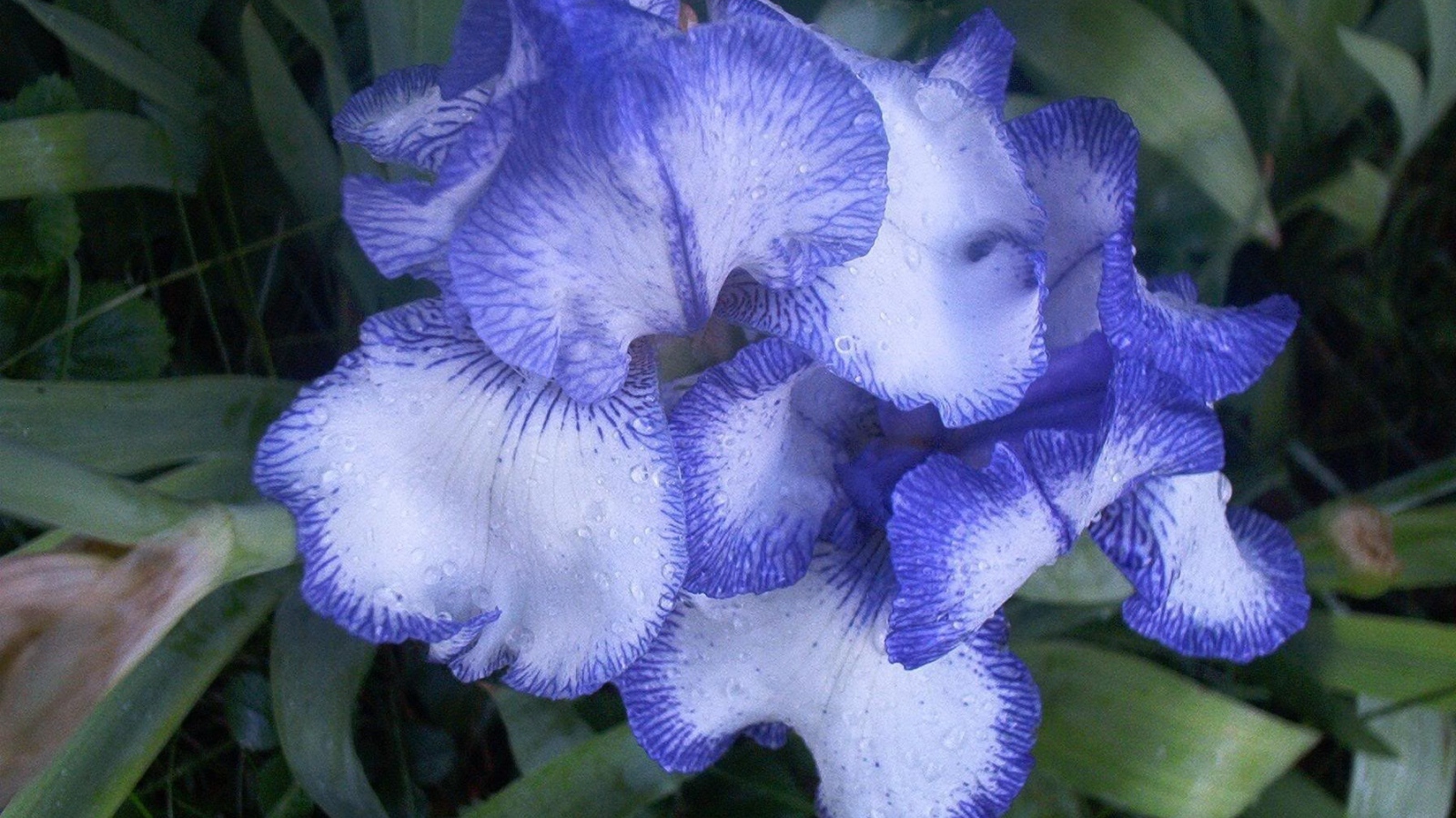 Цветы голубого ириса