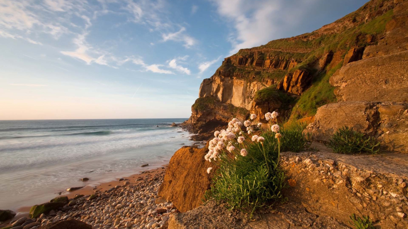 Цветы растут на камнях