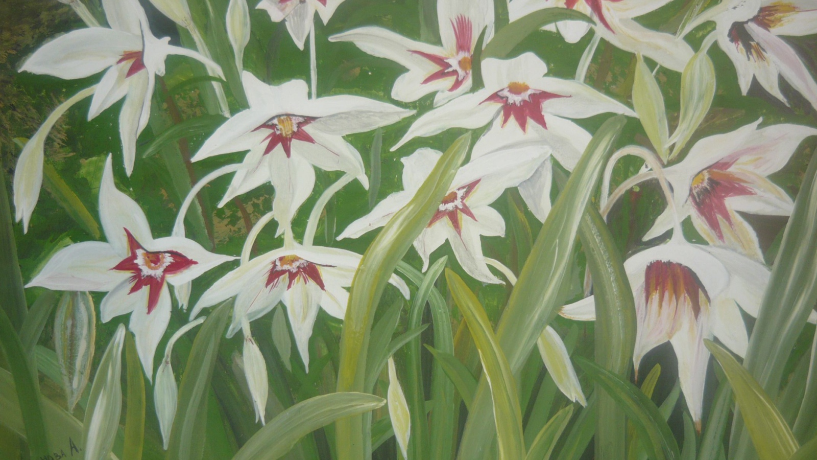 Выращивание цветов ацидантера в саду