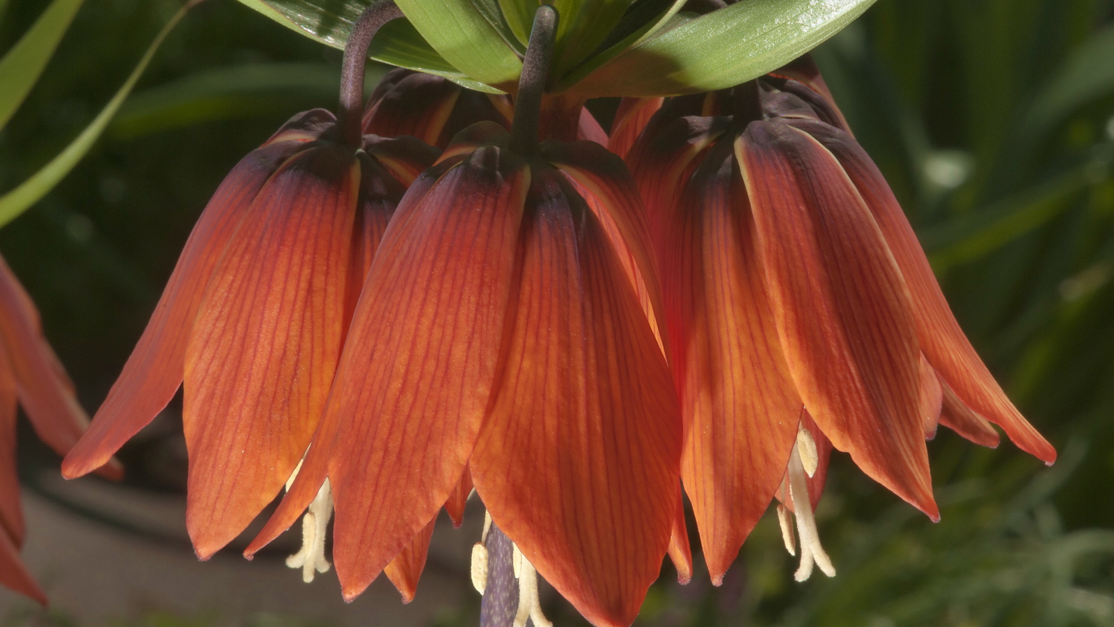 Выращивание цветов рябчик императорский в саду