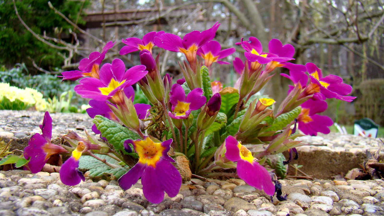Выращивание цветов примула в саду